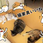 猫家具（猫ソファー）がかわいい【ふるさと納税】購入先はどこ？