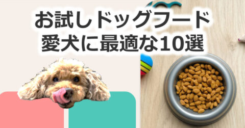 お試しドッグフード特集！愛犬に最適な10選
