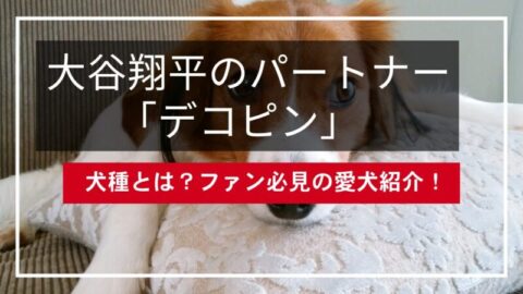 大谷翔平のパートナー「デコピン」の犬種とは？ファン必見の愛犬紹介！