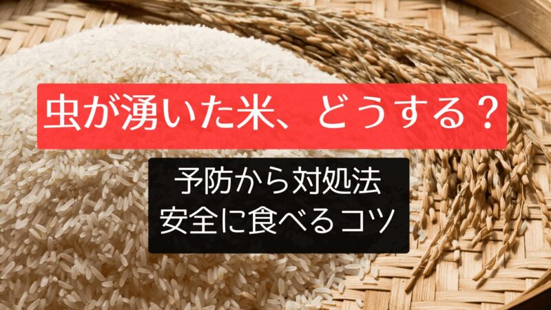 虫が湧いた米、どうする？予防から対処法、安全に食べるコツを公開