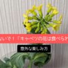 捨てないで！「キャベツの花は食べられる」意外な楽しみ方