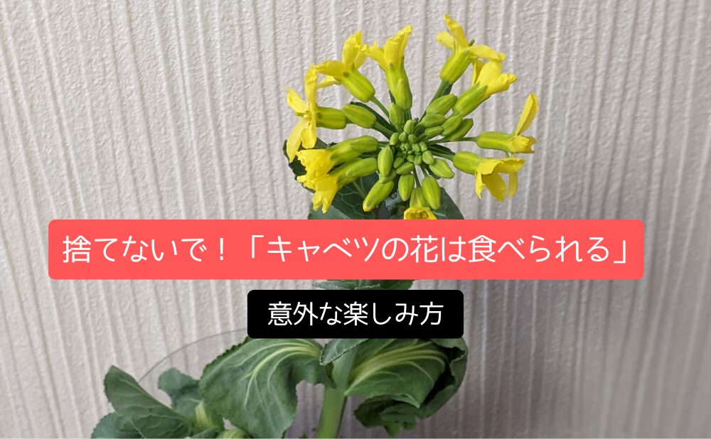 捨てないで！「キャベツの花は食べられる」意外な楽しみ方