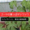 ゴーヤの葉っぱがシワシワ！ヤバいサインと、復活の超具体策！