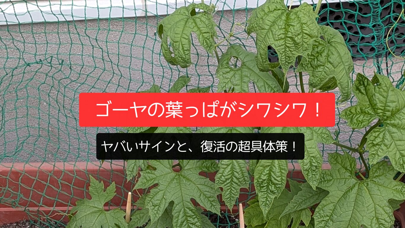 ゴーヤの葉っぱがシワシワ！ヤバいサインと、復活の超具体策！