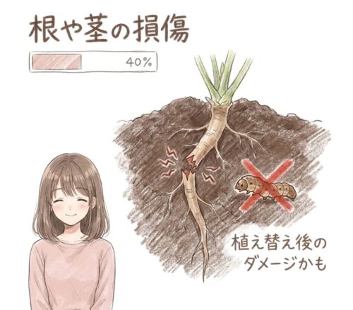 ゴーヤの葉っぱがシワシワの原因 根や茎の損傷