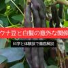 ムクナ豆と白髪の意外な関係！科学と体験談で徹底解説
