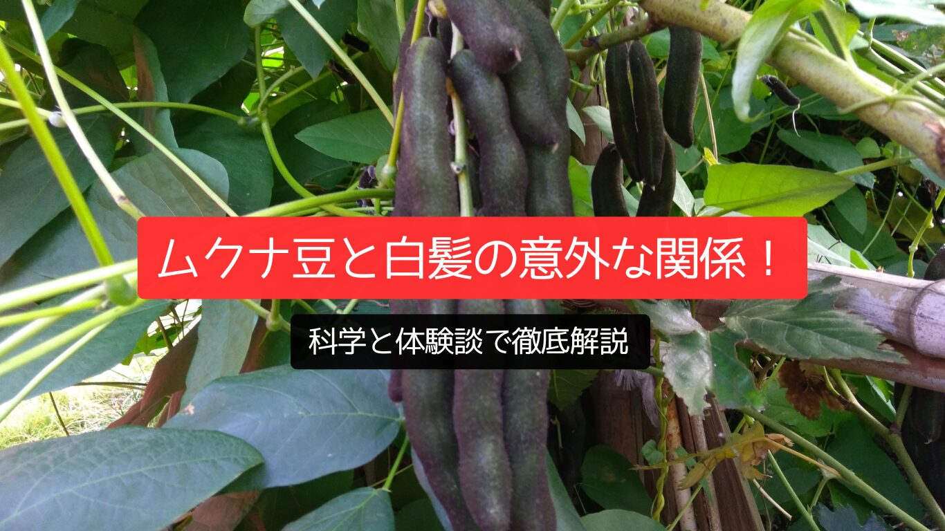 ムクナ豆と白髪の意外な関係！科学と体験談で徹底解説