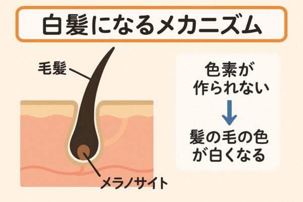 白髪になるのはなぜ？髪の毛のメカニズム