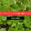 ゴキ対策の「アロマティカスは庭に植えてはいけない」本当の理由
