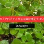 ゴキ対策の「アロマティカスは庭に植えてはいけない」本当の理由