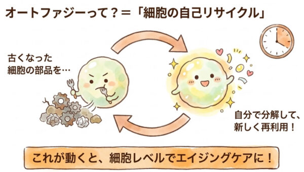 オートファジー