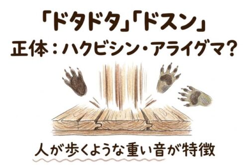 ドタドタ、ドスンはハクビシンかアライグマかも